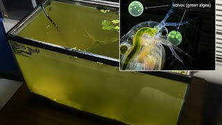 Raising Daphnia for the Freshwater Aquarium [upl. by Ilenna]