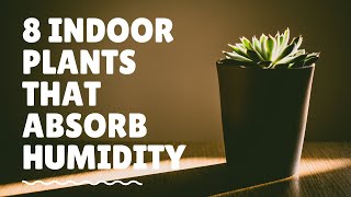 8 Indoor Plants That Absorb Humidity [upl. by Jacki928]