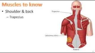 Anatomy Ch 9  Muscular System [upl. by Tebazile322]