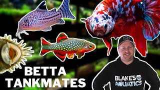 10 Great Betta Tankmates You Should Try [upl. by Schiro]