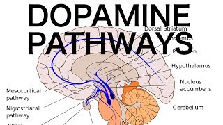 Dopamine Pathways Antipsychotics and EPS [upl. by Yrmac]