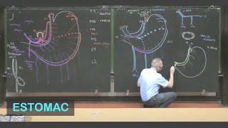 Anatomie de lestomac Abdomen 1 [upl. by Ruel]