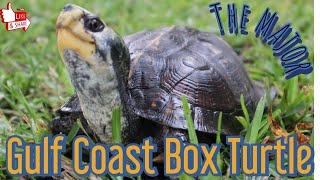 The MAJOR Box Turtle  Gulf Coast [upl. by Igig794]