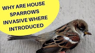 Why are House Sparrows an Invasive Species Where Introduced 2018 [upl. by Wooster]