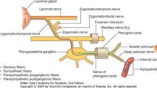 Pterygopalatine ganglion explained clearly [upl. by Eelyahs]