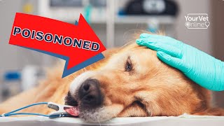 Top Signs Your Dog Is Poisoned  Poisoning Symptoms In Dogs [upl. by Vinna]