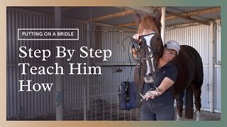 How To Put A Bridle On A Horse  Teaching Him Step By Step [upl. by Maddocks]