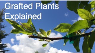 What are Grafted Plants [upl. by Airdnola]