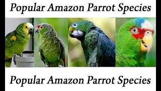 Popular Amazon Parrot Species [upl. by Ybur830]