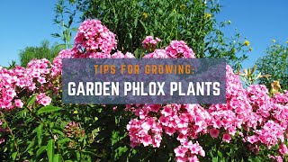 Grow Together Tips for Growing Garden Phlox [upl. by Tortosa]