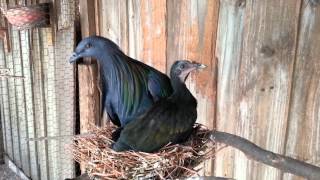 Nicobar Pigeons Colony [upl. by Zsolway390]