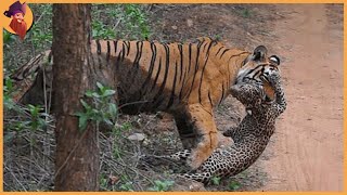 14 Tiger Battles Caught On Film [upl. by Bourque]