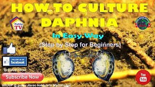 HOW TO CULTURE DAPHNIA In Easy Way [upl. by Gennie]