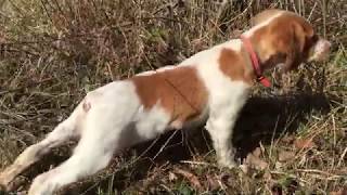 Epagneul Breton  A Hunting Dog Part 1 The Beginnings [upl. by Anicul]