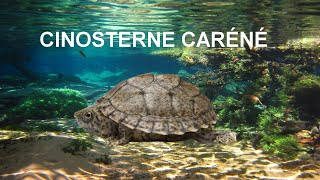 LA CINOSTERNE CARÉNÉ [upl. by Akimat]