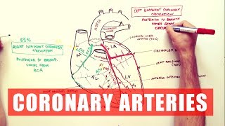 Blood supply to the brain [upl. by Accemahs]