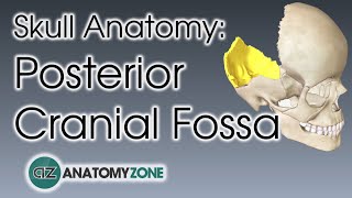 Posterior Cranial Fossa  Skull Anatomy [upl. by Salvay222]