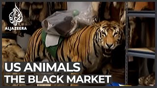 The black market animal business [upl. by Aneehsor]