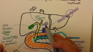 Timing amp technique of bile duct repair [upl. by Ahtaga]