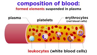 The Composition and Function of Blood [upl. by Enawd]