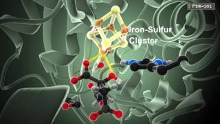 How Enzymes Work from PDB101 [upl. by Nnairrehs]