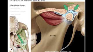 Infratemporal fossa [upl. by Macpherson]