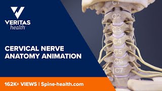 Cervical Nerve Anatomy Animation [upl. by Ellenehs]