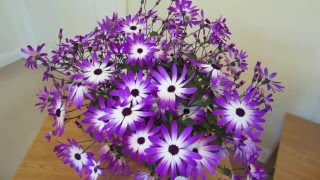 Senetti Care [upl. by Nnaeirelav]