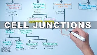 Cell Junctions [upl. by Reynold]