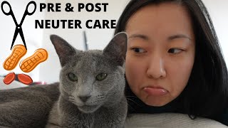 Cat Neutering Our experience and Practical Care Tips [upl. by Lizned]