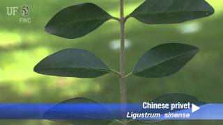 How to identify Chinese Privet Ligustrum sinense [upl. by Yarg]