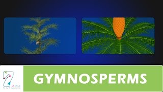 GYMNOSPERMS [upl. by Eornom]