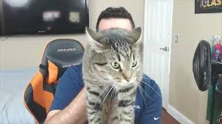 When Doom music kicks in Cat Attack [upl. by Neetsirk753]