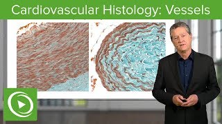 Cardiovascular Histology Vessels – Histology  Lecturio [upl. by Paryavi]