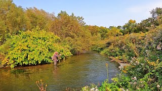 Fly Fishing the Driftless Region for Wild Brown Trout [upl. by Angus829]